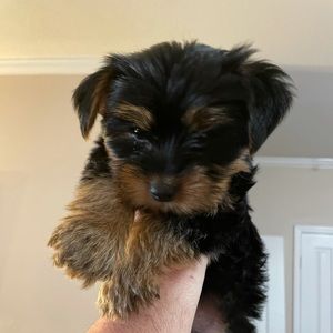 Meet your Posher, Nika